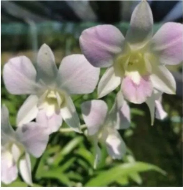 Dendrobium_pink_happy_(medium_size)